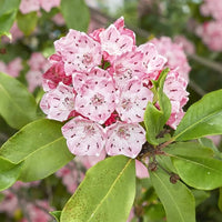 Mountain Laurel Samen Kalmia Latifolia zur Aussaat Woodland Shrubs