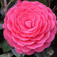 Camellia for anpflanzung in home garten