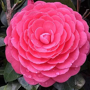 Camellia for anpflanzung in home garten