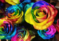 Rainbow Rose Blumensamen zur Aussaat – Garten beliebt – Traditionssorte & ohne Gentechnik Samen Hausgarten