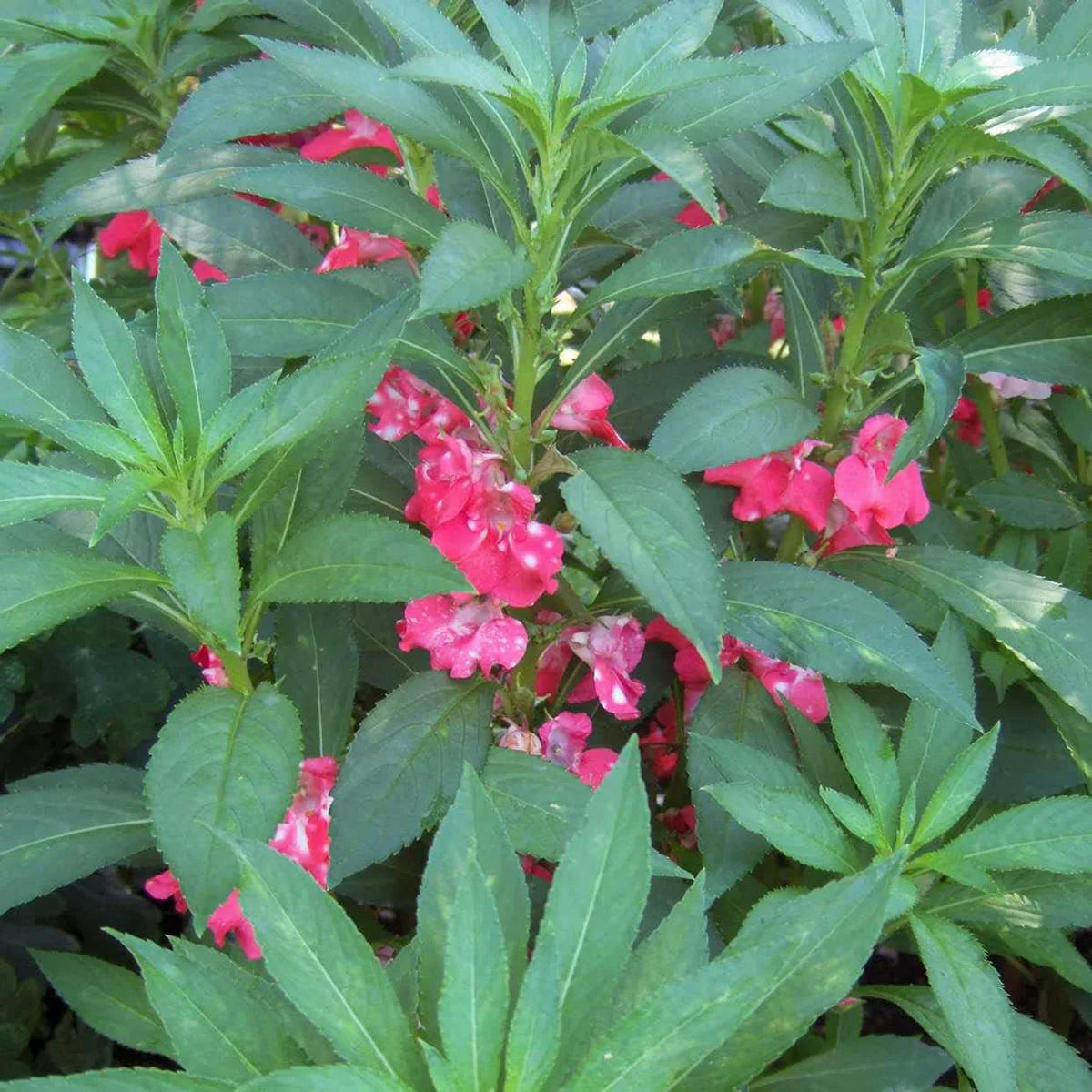 hell Rosa Springkraut Kamelie Blumensamen zur Aussaat Anzucht Traditionssorte & ohne Gentechnik Samen Hausgarten