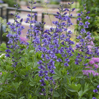 Blau false indigo blume samen for anpflanzung - easy to grow, heirloom & gmo free samen for home garten
 
 sale samen for anpflanzung in home garten