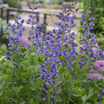 Blau false indigo blume samen for anpflanzung - easy to grow, heirloom & gmo free samen for home garten
 
 sale samen for anpflanzung in home garten