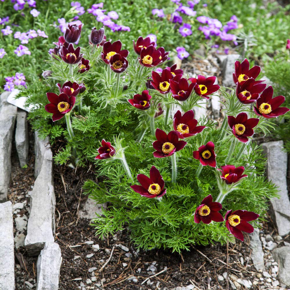 Rot Anemone Pulsatilla Samen – robust Blume Garten or Bonsai