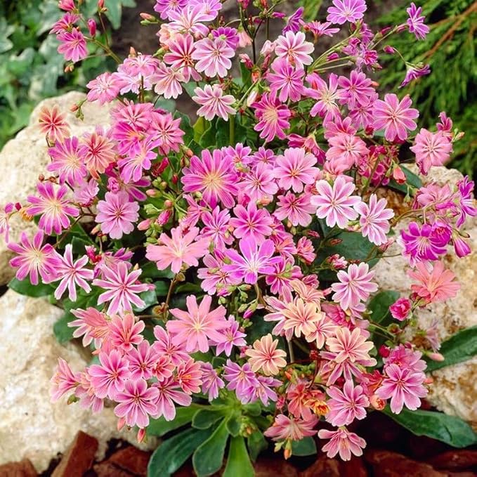 Strain Blumensamen – Various Species zur Aussaat Blume Beet
