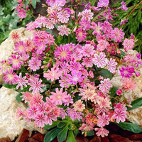 Strain Blumensamen – Various Species zur Aussaat Blume Beet
