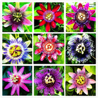 Gemischt Passion Blumensamen zur Aussaat ideal Rabatten Traditionssorte & ohne Gentechnik Samen Hausgarten