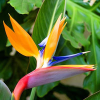 Strelitzia reginae anpflanzung blume samen for exotic blooms