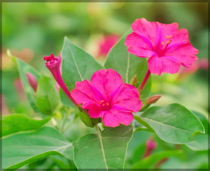Four o'clock blume samen for colorful afternoon blooming