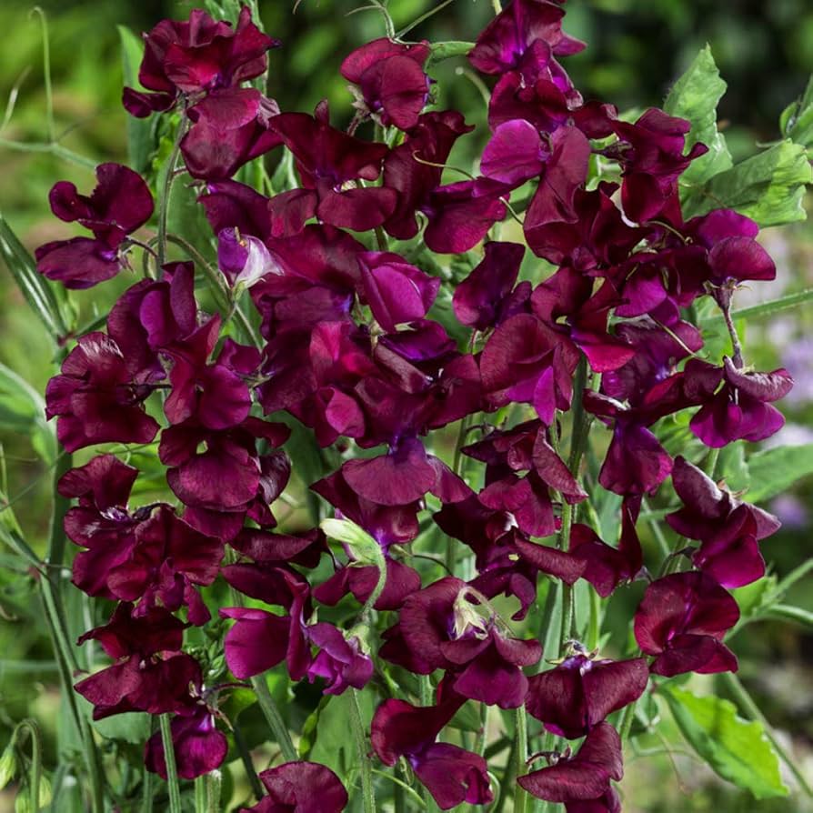 Wicke Winter Elegance Bordeaux – elegant kletternd Blumensamen