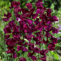 Wicke Winter Elegance Bordeaux – elegant kletternd Blumensamen