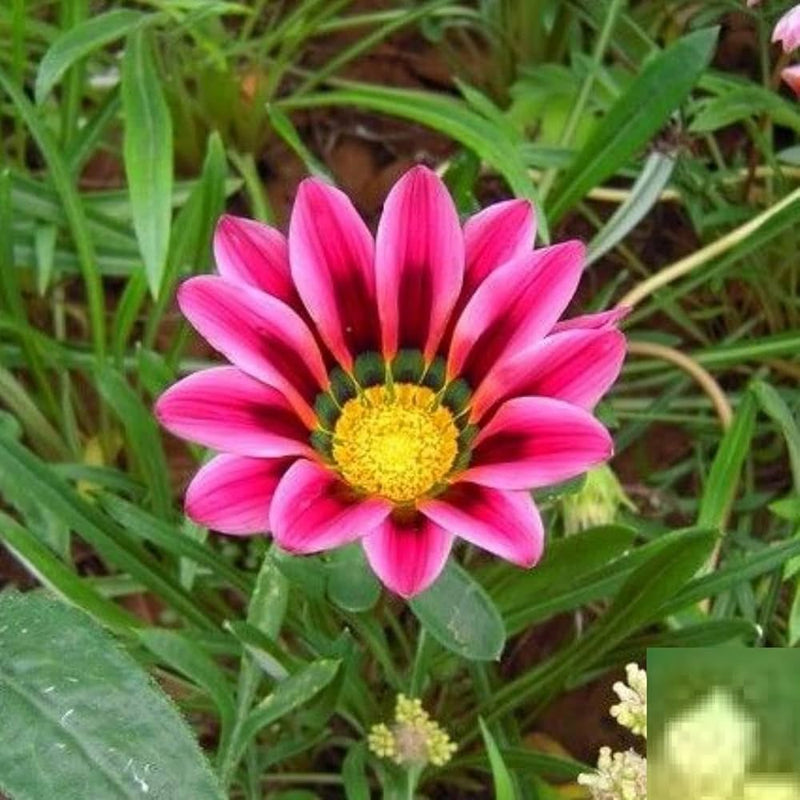 African daisy arctotis rollier for dry garten or blume bed