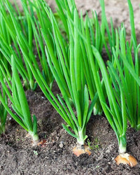 Green Scallion Samen zum Pflanzen - Gemüse Garden Essentials