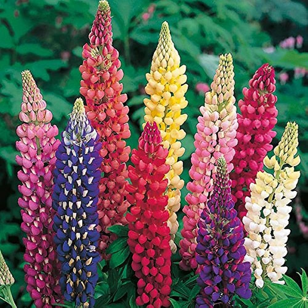 Gemischt Lupine Blumensamen zur Aussaat farbenfroh Wildblume Garten