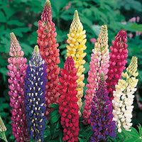 Gemischt Lupine Blumensamen zur Aussaat farbenfroh Wildblume Garten