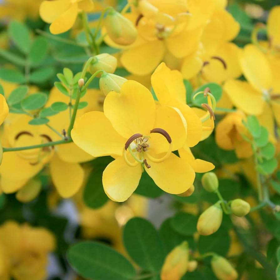 Bubble Senna Samen zur Aussaat Senna Corymbosa Blume Beet native landscape