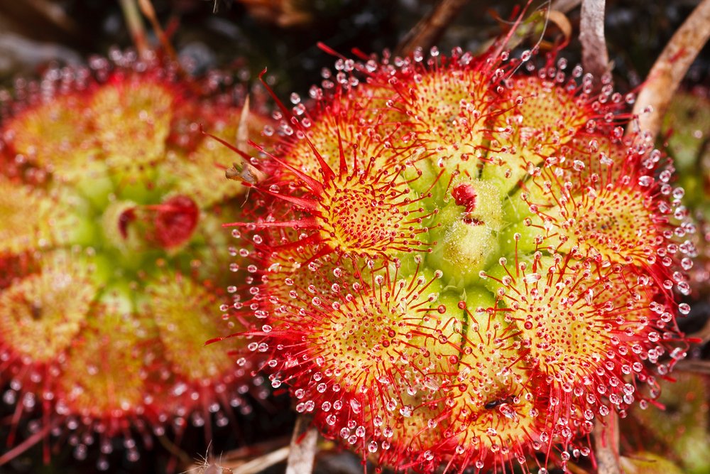 kaufen yellow red sundew pflanze samen pflanzung tips Stück, 100 Stück