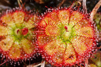 kaufen yellow red sundew pflanze samen pflanzung tips Stück, 100 Stück