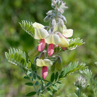 Goat's (goat's rue) samen for anpflanzung in home garten