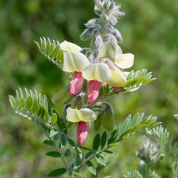 Goat's (goat's rue) samen for anpflanzung in home garten
