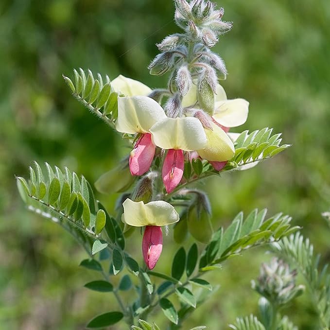 Goat's (goat's rue) samen for anpflanzung in home garten
