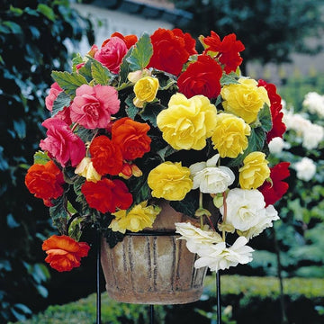 Mixed begonia samen for colorful bonsai blume blooms