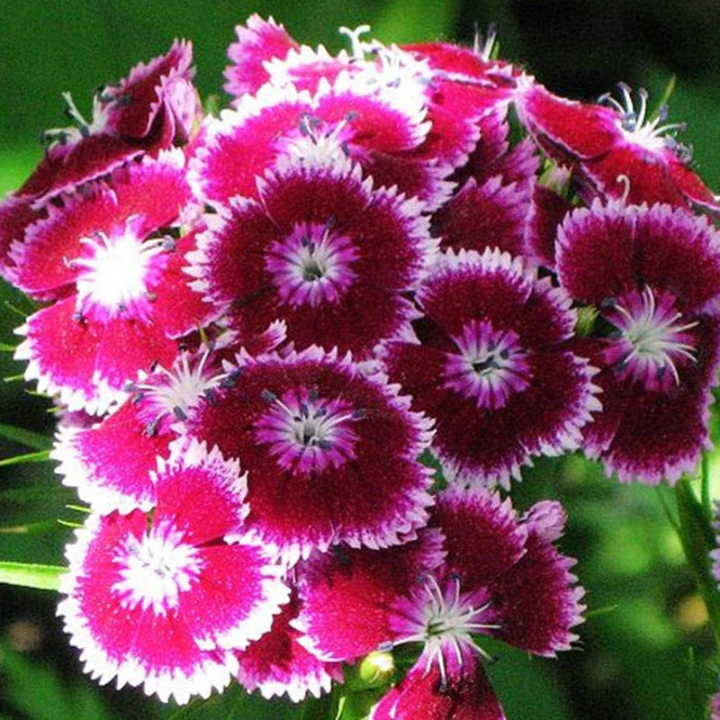 Mixed color sweet scabious blume samen