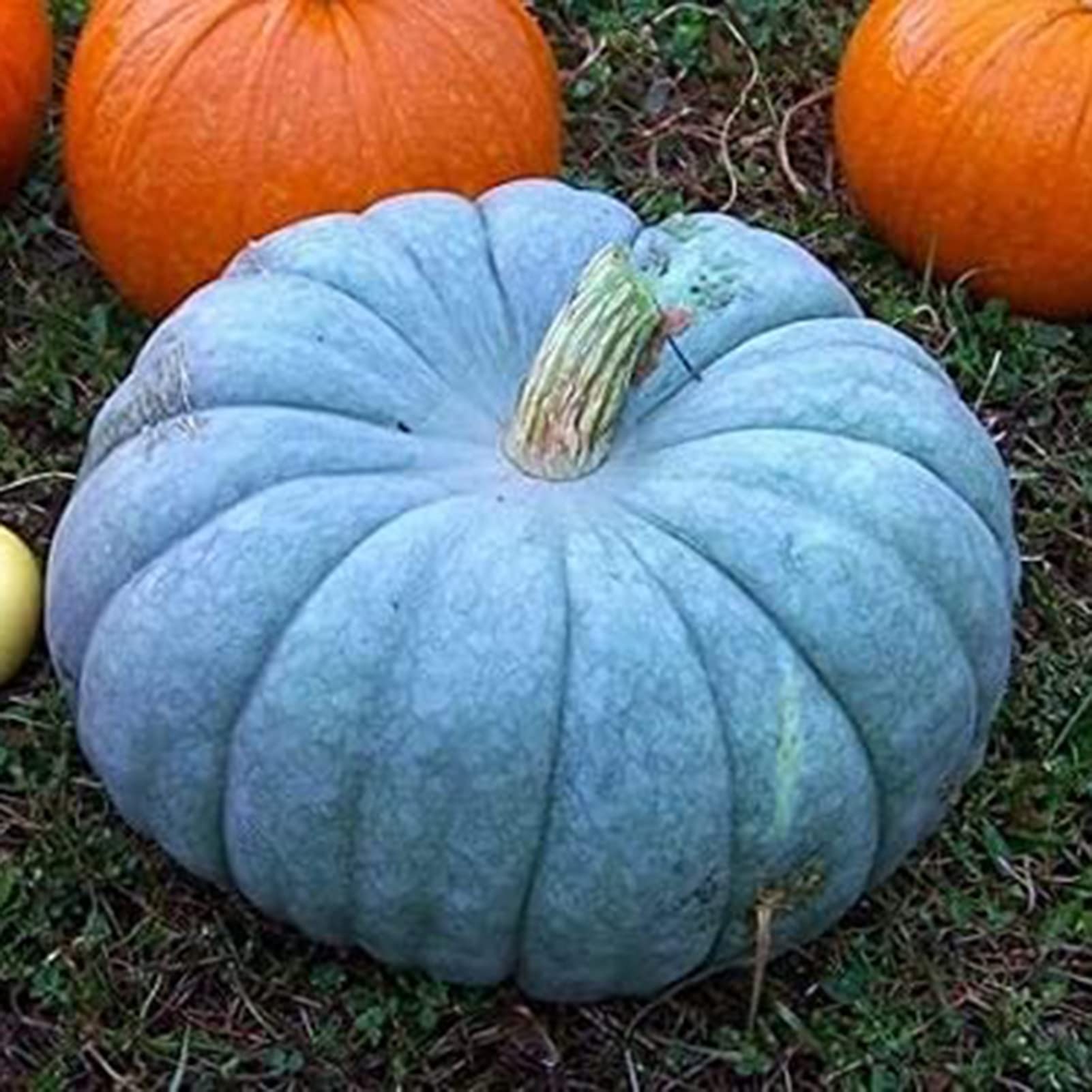 Blau Pumpkin Gemüsesamen für einfache Aussaat