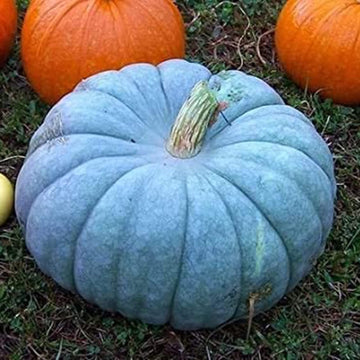 Blau Pumpkin Gemüsesamen für einfache Aussaat