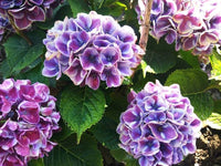 Hortensie Blumensamen groß – Garten Blüten