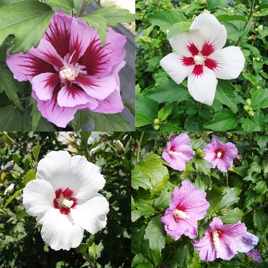 Rose of sharon hibiscus syriacus for anpflanzung