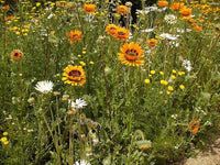 Orange Prince Venidium Samen ausdrucksstark Orange Blumen