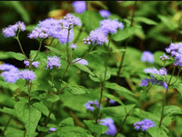 Conoclinium (conoclinium coelestinum) samen for anpflanzung in home garten