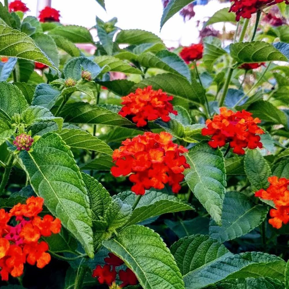 Wandelröschen Samen zur Aussaat Wandelröschen Camara Blume Beet patio Garten