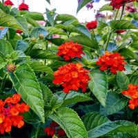 Wandelröschen Samen zur Aussaat Wandelröschen Camara Blume Beet patio Garten
