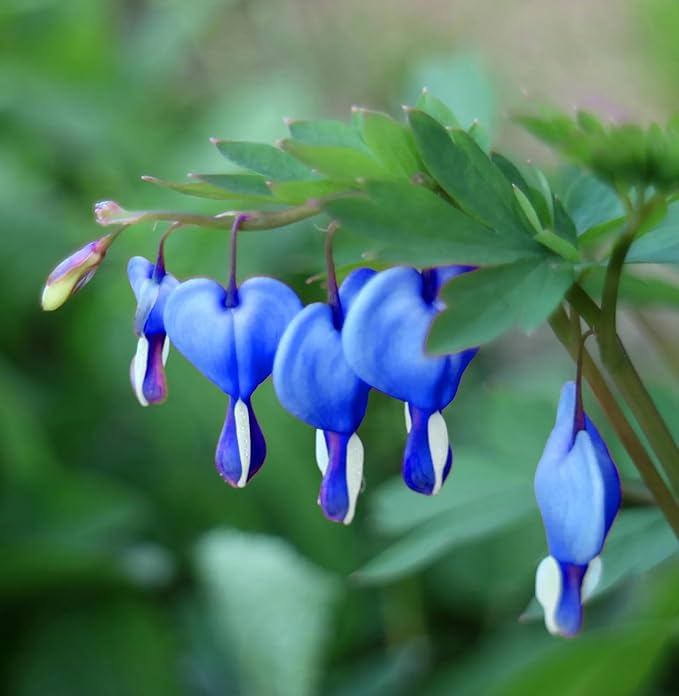 Himmelblau Gelb Heart Blumensamen zur Aussaat leuchtend Blüten Traditionssorte & ohne Gentechnik Samen Hausgarten