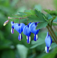 Himmelblau Gelb Heart Blumensamen zur Aussaat leuchtend Blüten Traditionssorte & ohne Gentechnik Samen Hausgarten