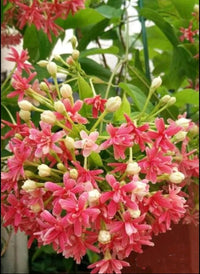 Quispualis indica blume samen for anpflanzung - cut blume favorite, heirloom & gmo free samen for home garten
 
 sale samen for anpflanzung in home garten