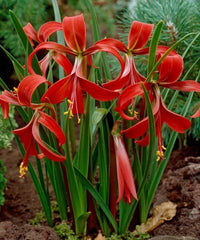 Sprekelia Blumensamen zur Aussaat – ideal Rabatten – Traditionssorte & ohne Gentechnik Samen Hausgarten