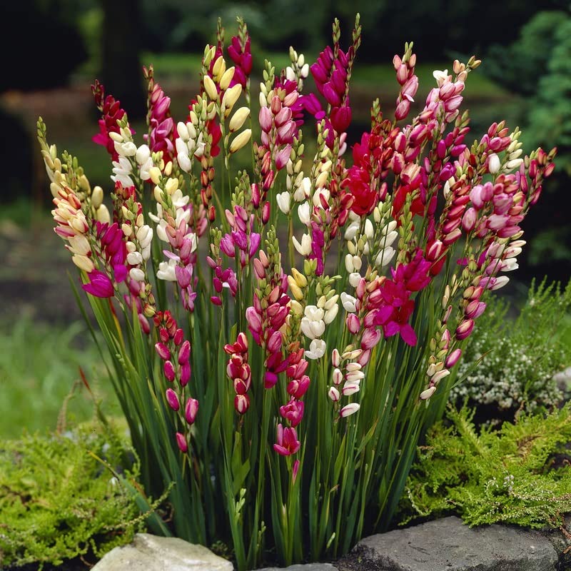 MultiColor Mittagsgold Blumensamen zur Aussaat leuchtend Traditionssorte & ohne Gentechnik Samen Hausgarten