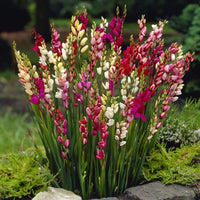 MultiColor Mittagsgold Blumensamen zur Aussaat leuchtend Traditionssorte & ohne Gentechnik Samen Hausgarten