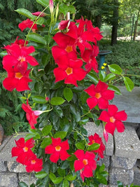 Mandevilla Rot Sanderi Blumensamen zur Aussaat leuchtend kletternd Blüten