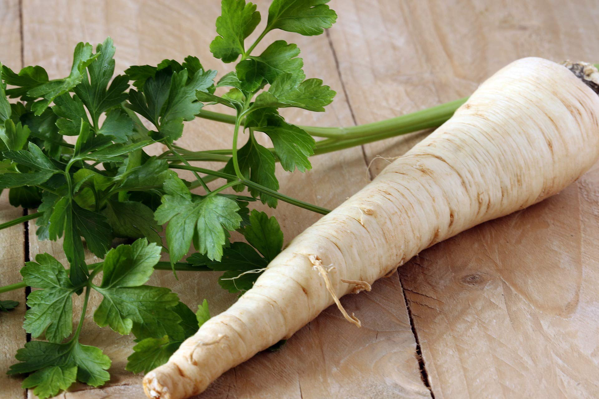 Hamburg Rooted Parsley Petroselinum crispum Samen zur Aussaat kitchen herb Garten