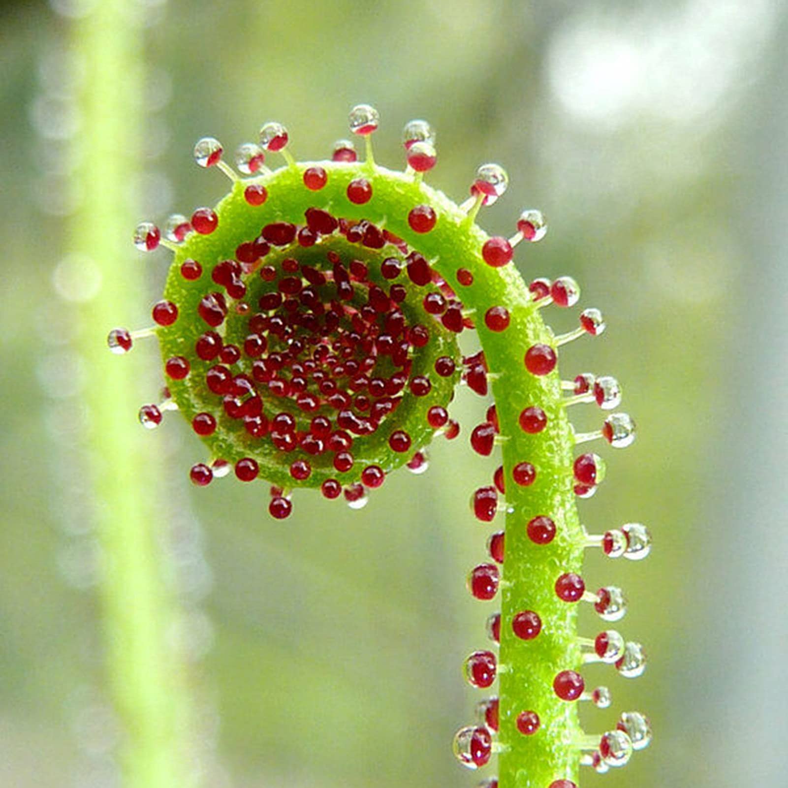 Drosophyllum Blumensamen zur Aussaat Anzucht Traditionssorte & ohne Gentechnik Samen Hausgarten