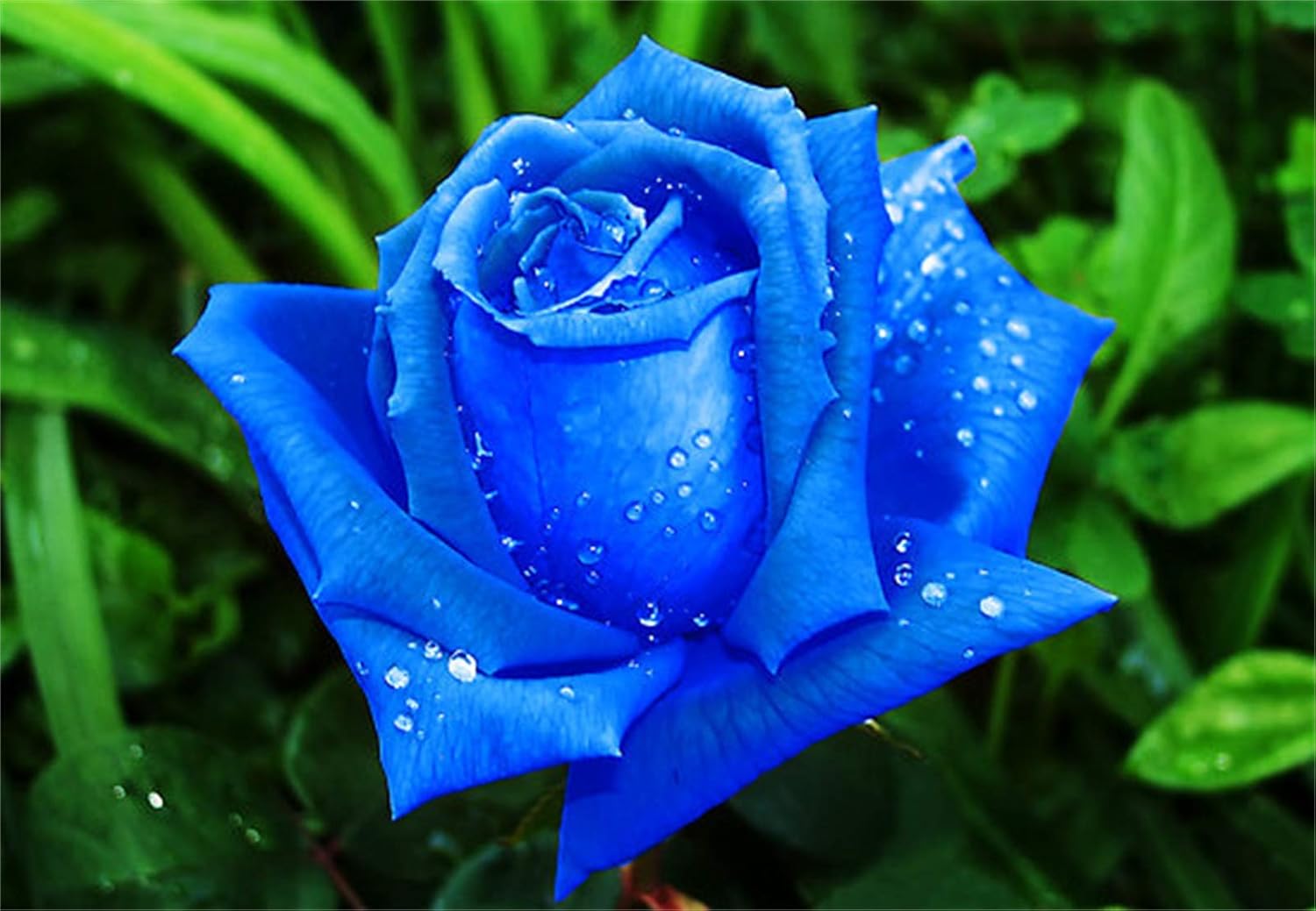 Rose Blumensamen zur Aussaat leuchtend Blüten Traditionssorte & ohne Gentechnik Samen Hausgarten