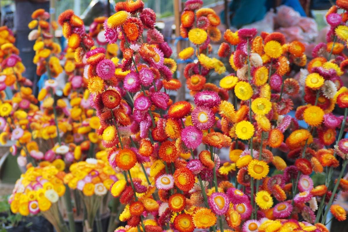Straw blume samen for anpflanzung bright blooms heirloom & gmo free samen for home garten 
 
 sale for anpflanzung in home garten