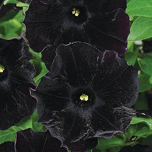 Schwarz velvet petunia samen for dark blooms
