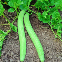Green Long Melon Gemüsesamen für einfache Aussaat