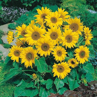 Dwarf sunflower samen mini helianthus annus
