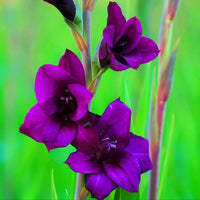 dunkel Lila Gladiole Blumensamen zur Aussaat leuchtend Blüten Traditionssorte & ohne Gentechnik Samen Hausgarten